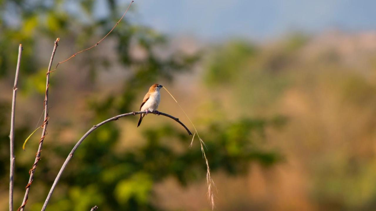 Dera Baghdarrah Nature Retreat Udaipur Exterior photo
