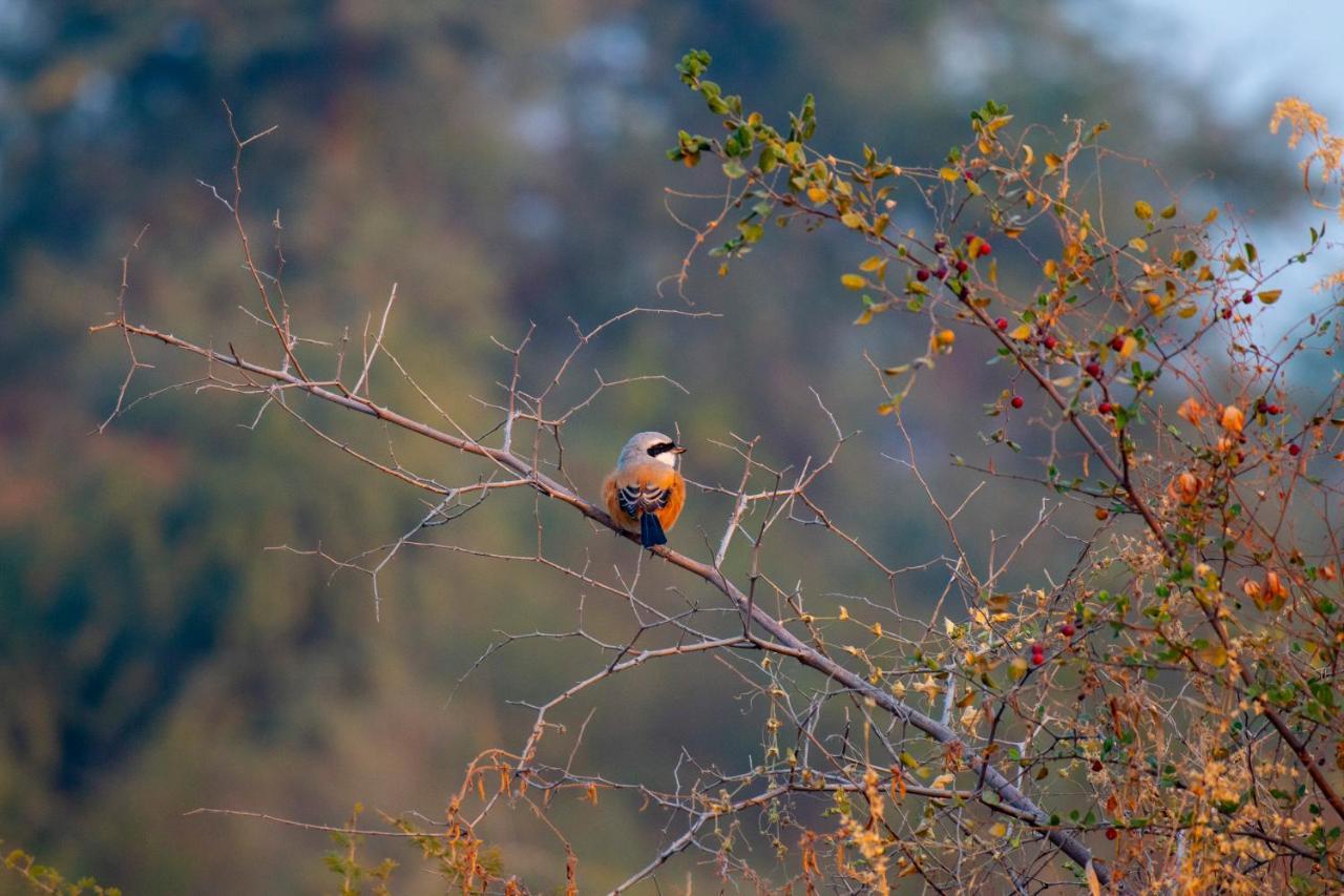 Dera Baghdarrah Nature Retreat Udaipur Exterior photo